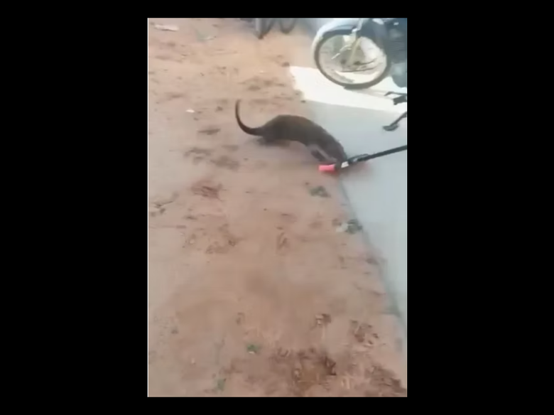 Lontra invade casa no Jardim do Sol em Itirapina - 