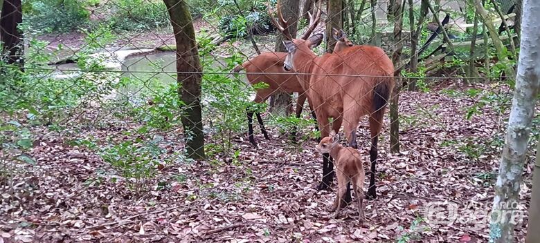 Mel em sua “casa” ao lado dos papais: Cervo caiu na graça da população são-carlense - Crédito: Divulgação