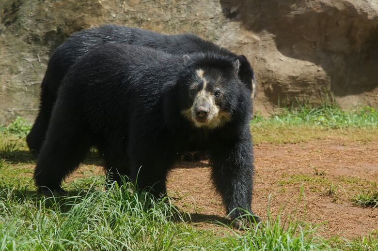 Urso no Parque Ecológico de São Carlos - Crédito: divulgação