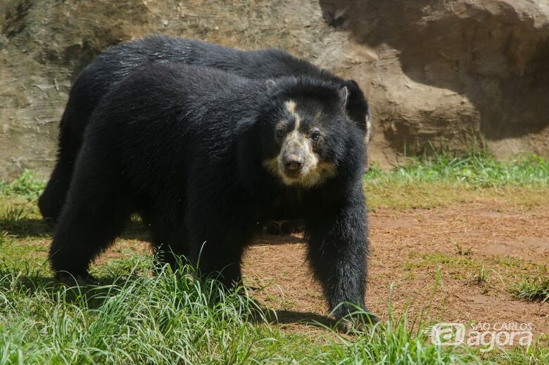 Urso no Parque Ecológico de São Carlos - Crédito: divulgação