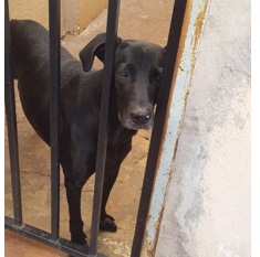 Cachorro Pingo desaparece na região do Boa Vista - 