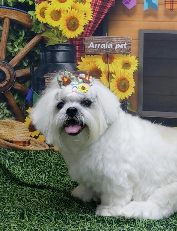 Nova de despedida: Homenagem à Cachorrinha Sasha -