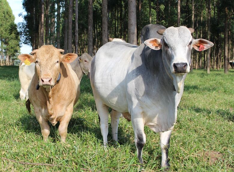 O lote de bovinos é formado por 284 animais de corte, das raças Nelore, Canchim e Cruzados - Crédito: Divulgação