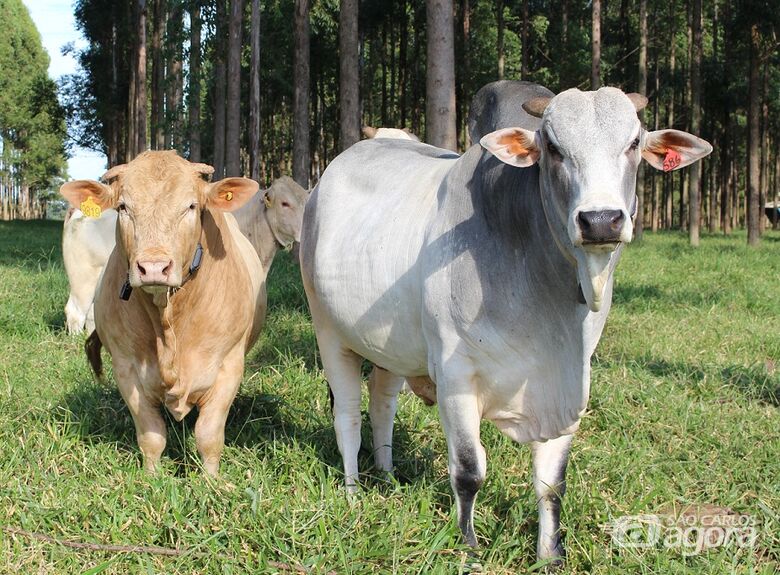 O lote de bovinos é formado por 284 animais de corte, das raças Nelore, Canchim e Cruzados - Crédito: Divulgação
