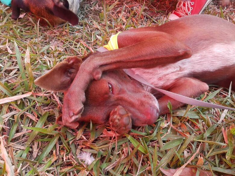 Proanimal realiza show de prêmios para ajudar animais vítimas de maus tratos e/ou abandono - Crédito: Divulgação