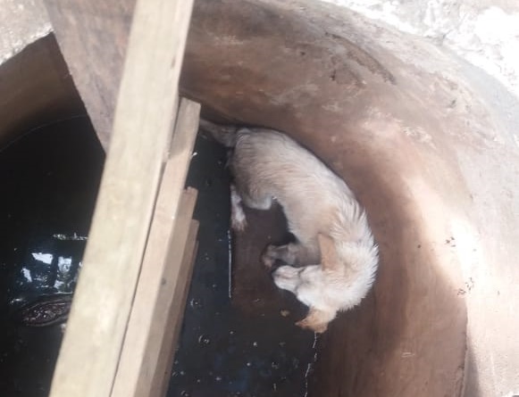 Durante o atendimento, os GMs localizaram o cão dentro de um buraco - 