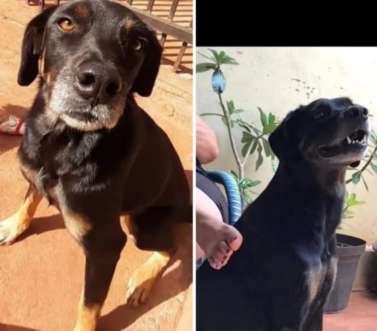 Cachorra Amora desaparece na região do Broa, Assentamento Nova São Carlos - 