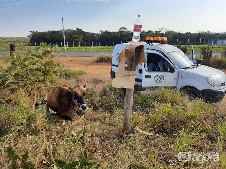 Vaca com pata quebrada é abandonada na região do campus 2 da USP São Carlos, afirma moradora - Crédito: divulgação