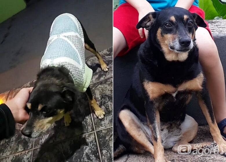 Procura-se cachorra "neguinha" que desapareceu na Vila Bandeirantes em Ibaté - Crédito: arquivo pessoal