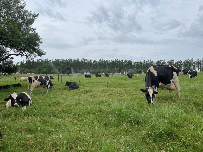 Pesquisa realizada em São Carlos mostra que fazendas de leite a pasto bem manejadas superam sistemas intensivos em produtividade hídrica - Crédito: Gisele Rosso