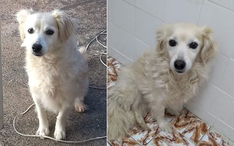 Cachorra Lupita desaparece na região da Sallum -