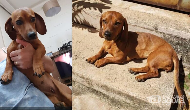 Cachorra Maia desaparece na região do Santa Felícia - 