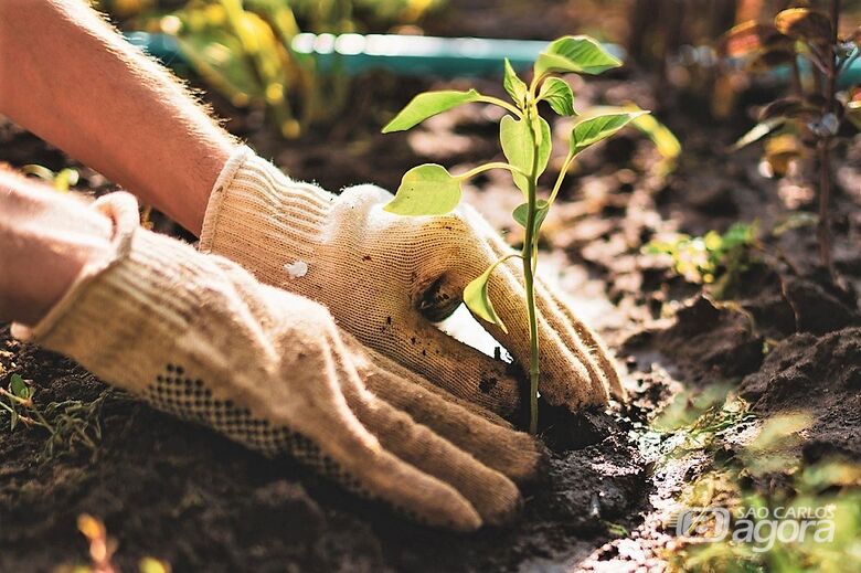 Jardinagem - Crédito: divulgação