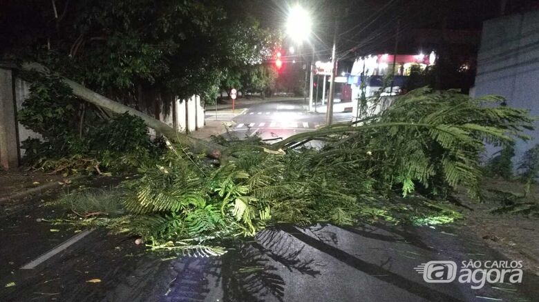 Vento forte causa queda de árvore na chácara do Jóinha - Crédito: Maycon Maximino