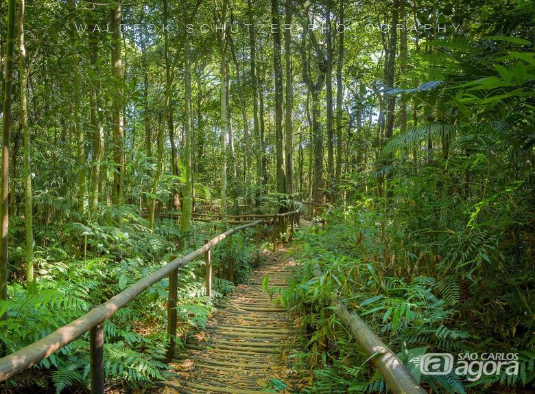 Trilha da Natureza promove visita aberta crepuscular no dia 27 de agosto - Crédito: Waldeck Schützer