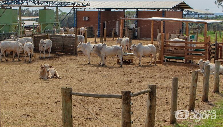 No estudo, foram avaliadas amostras de 52 touros durante 105 dias - Crédito: Juliana Sussai