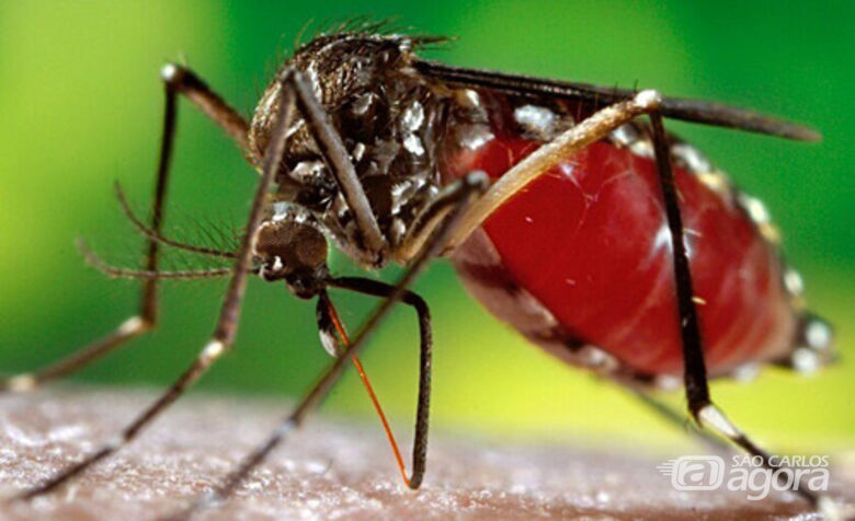 Mosquito da Dengue  - Crédito: Divulgação