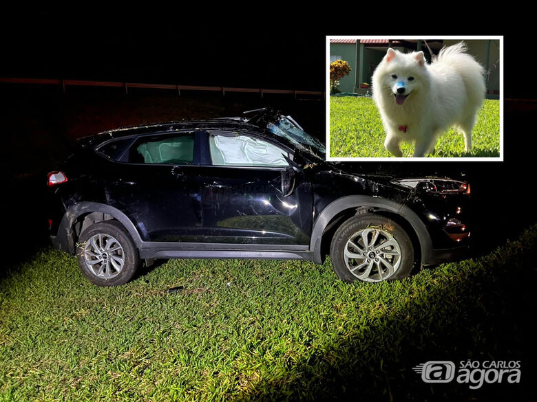 Cachorro desaparece após acidente em São Carlos; família pede ajuda para encontrá-lo - Crédito: Maycon Maximino