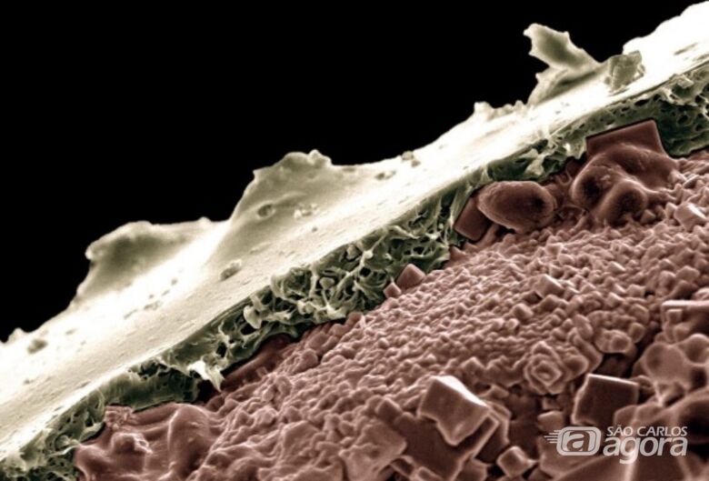 Foto microscópica do grão de potássio revestido pelo novo material - Crédito: Diego Fernandes da Cruz