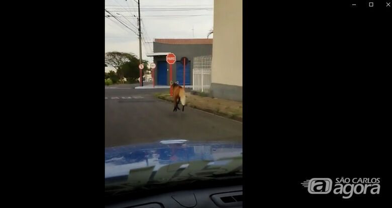 Vídeo: Lobo-guará é capturado após ser flagrado correndo pelas ruas da Vila Marcelino - Crédito: reprodução