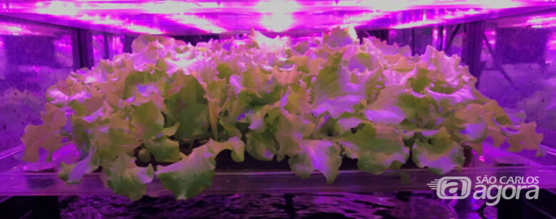 Pesquisa no CEPOF – INCT – IFSC – em biofortificação fotônica de plantas -