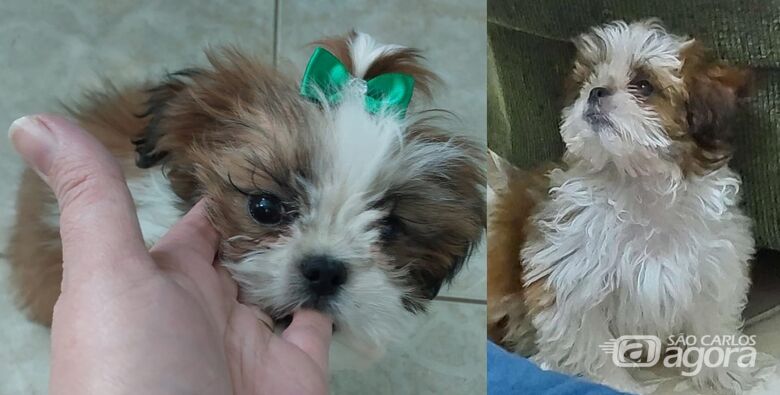 Cachorrinho Logan desaparece na região do Santa Felícia -