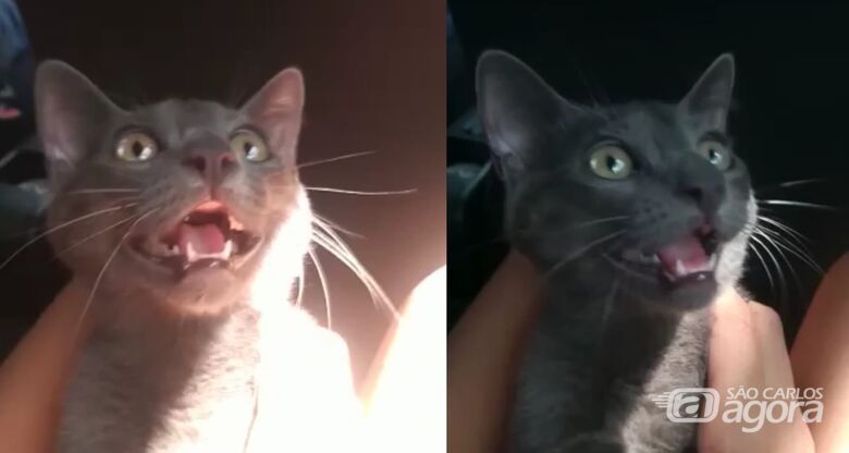 Gatinho Tony desaparece na região do Lagoa Dourada - 