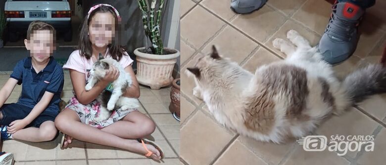 Gatinha Safira desaparece na região do Pacaembu -