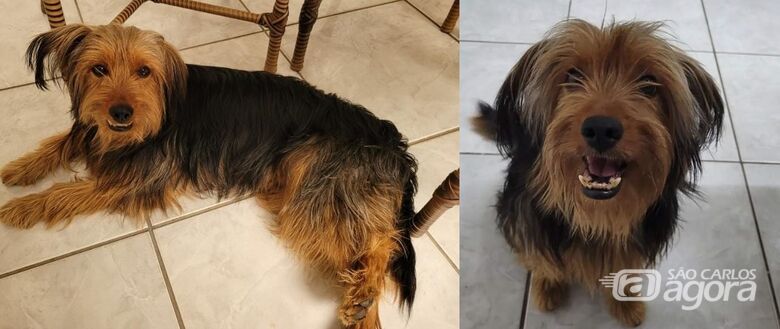 Cachorrinho Pipoca desaparece na região do Medeiros -