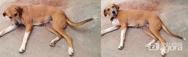 Cachorrinha Nilina/Lilica desaparece na região da vila Brasília -
