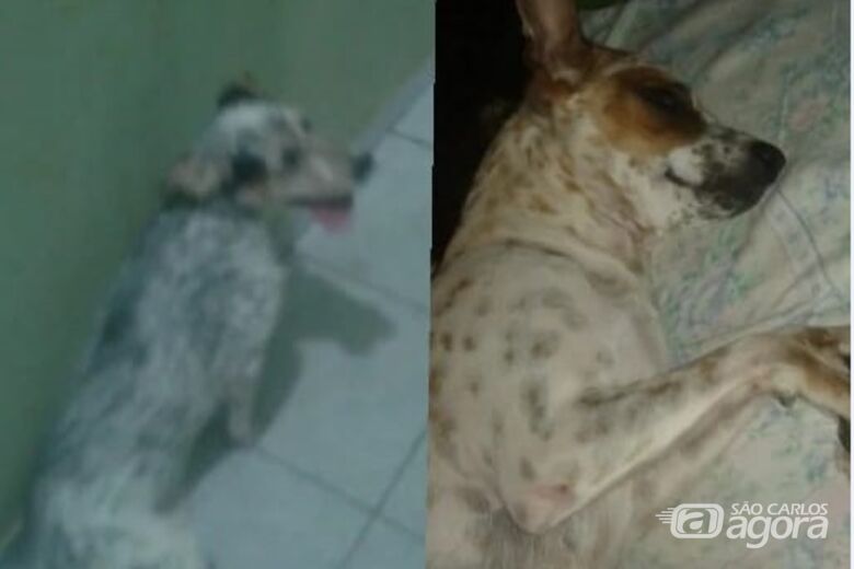 Por questões de doença, família está doando dois cães - Crédito: Divulgação