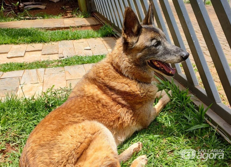 Homenagem da Funerais Pet à cachorra Polly -