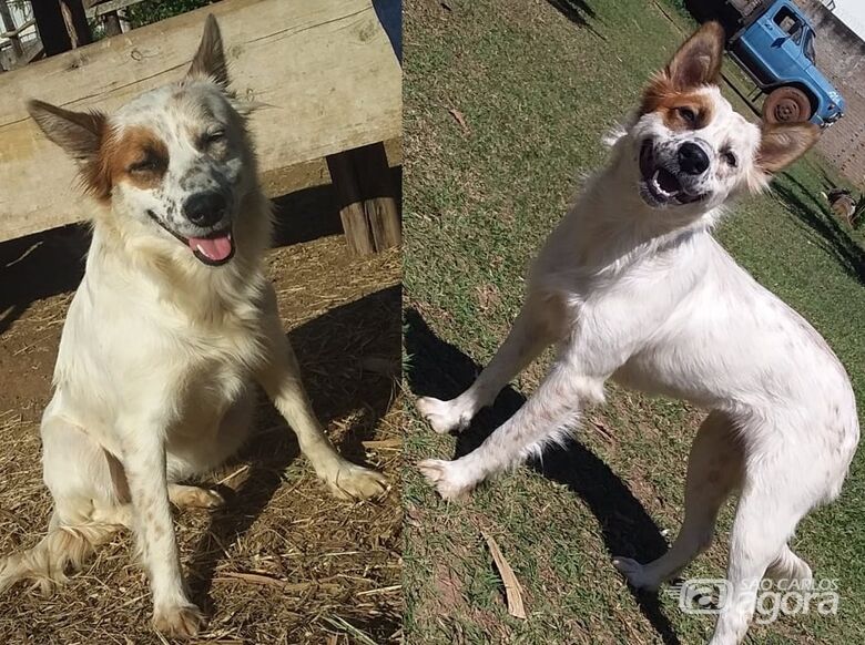 Cachorra Colly desaparece na região do Santa Maria II -