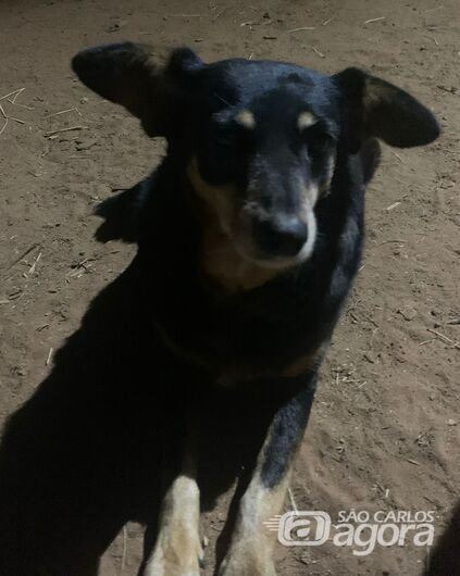Cachorra Neguinha desaparece na região do Morumbi -