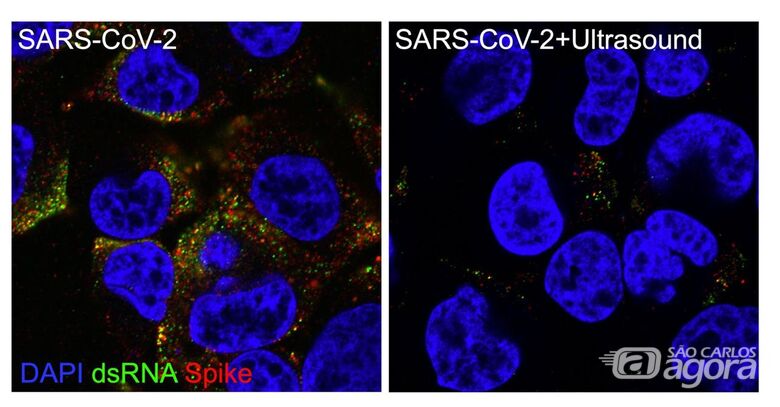 Cientistas da USP São Carlos e Ribeirão Preto neutralizam o SARS-CoV-2 com ressonância acústica - Crédito: Divulgação