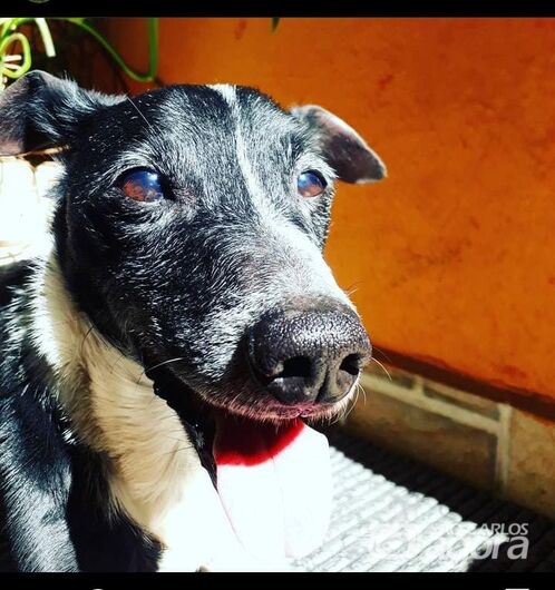 Homenagem Funerais Pet ao cachorrinho Dulley. -