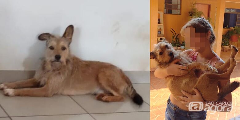 Cachorro Pipoca desaparece na região do Tangará - 