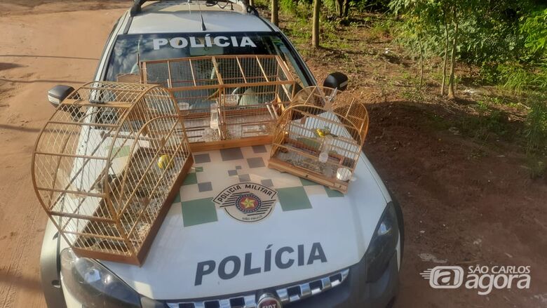 Morador de Ibaté é multado por manter aves silvestres em cativeiro -
