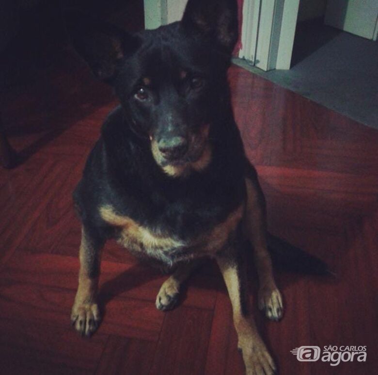 Homenagem Funerais Pet a cachorrinha Lila -