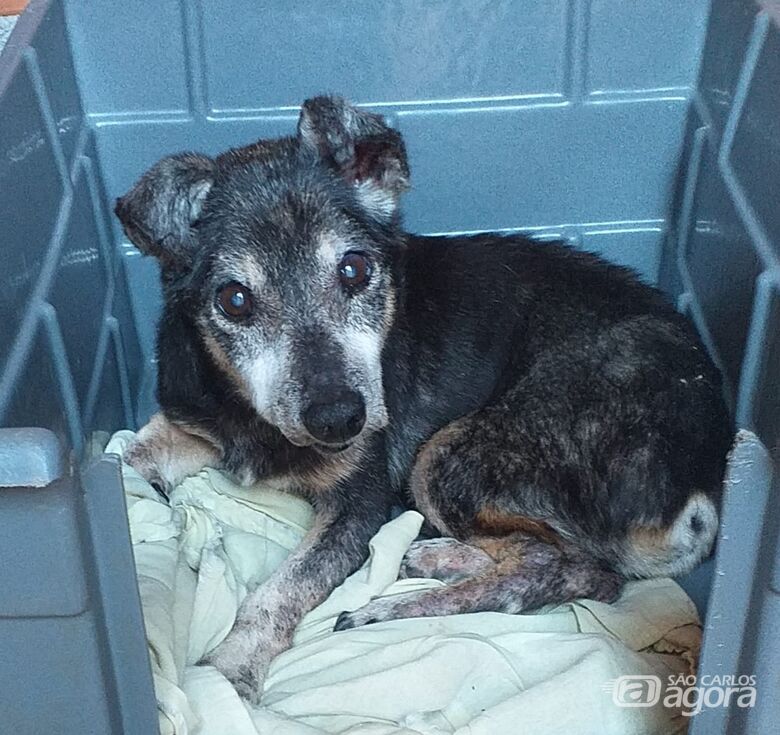 Homenagem Funerais Pet ao cachorrinho Francisco - 