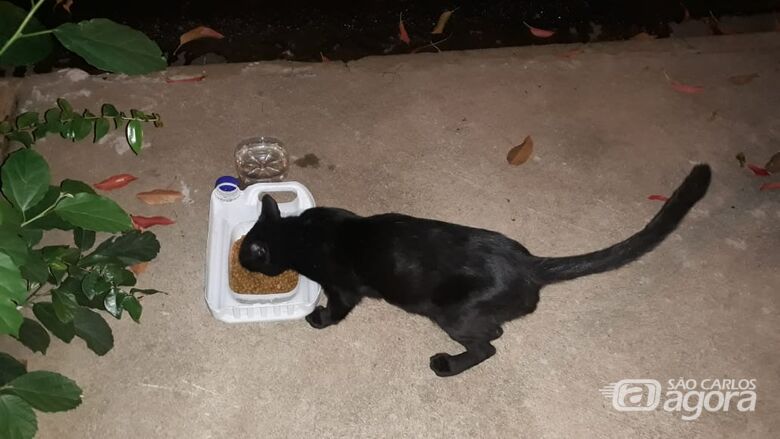 Homenagem da Funerais Pet ao gato Pretinho - 