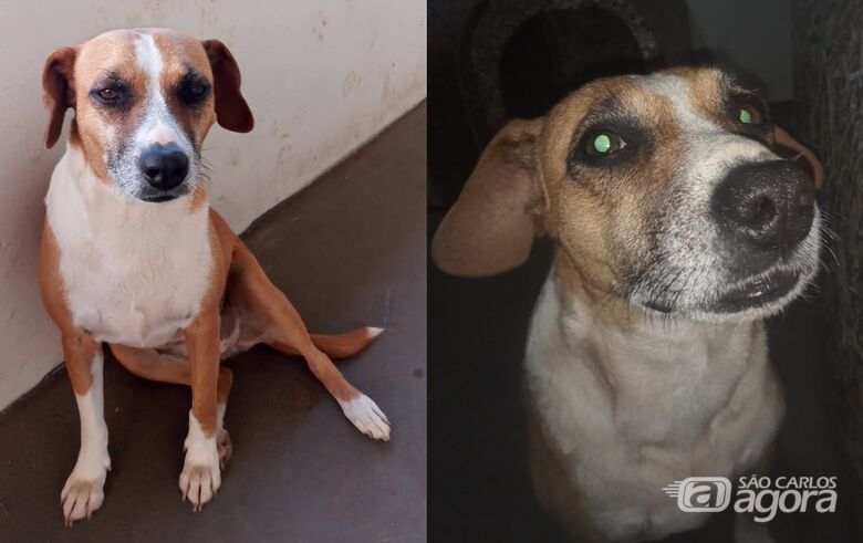 Cachorra Chiquinha desaparece no Abdelnur -