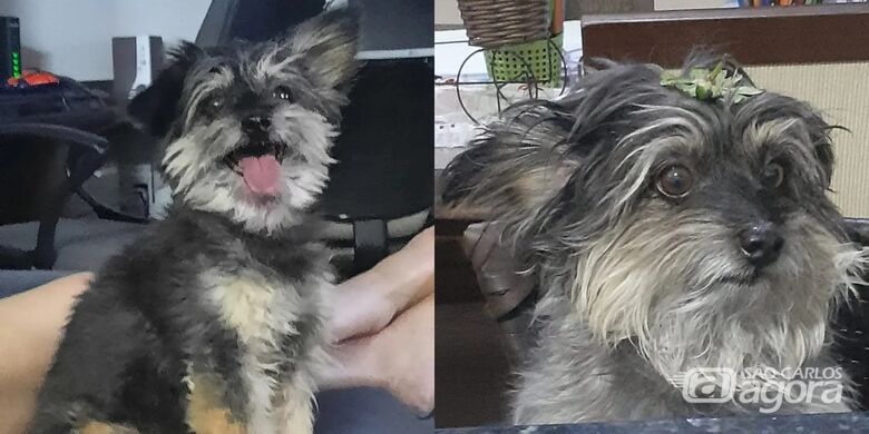 Cachorro Bily desaparece na região do Douradinho -