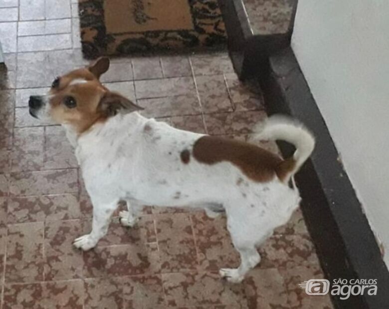 Cachorro Pitoco desaparece na região do Centro -