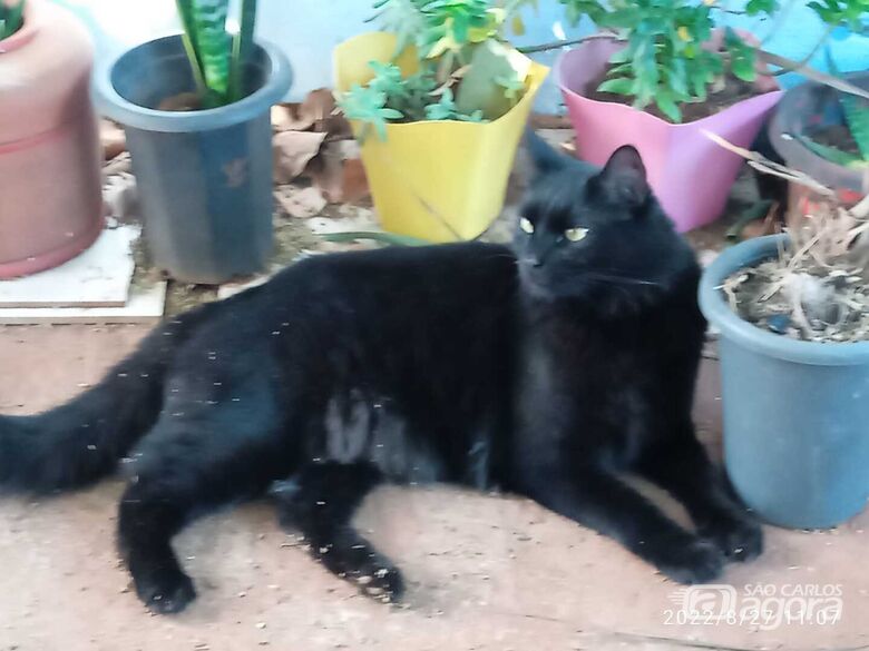 Gatinho Malvado desaparece na região do Jardim São Carlos -