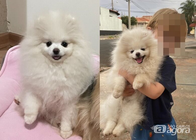 Cachorrinha Pétala desaparece na região do Bicão -