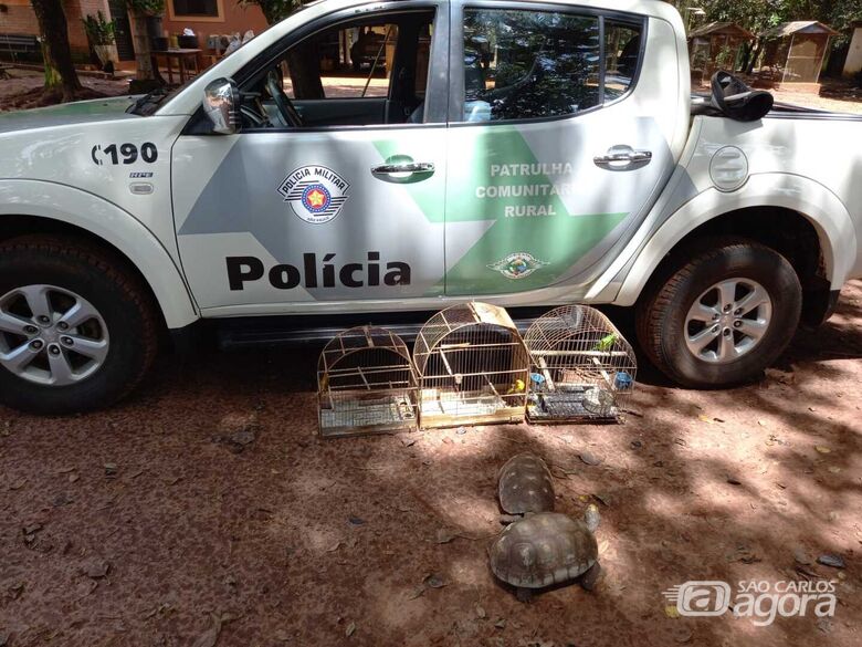 As aves e os jabutis foram soltos em seu habitat natural - Crédito: Divulgação