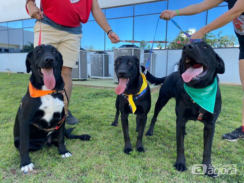 Feira de adoção de animais acontece neste sábado (28) -