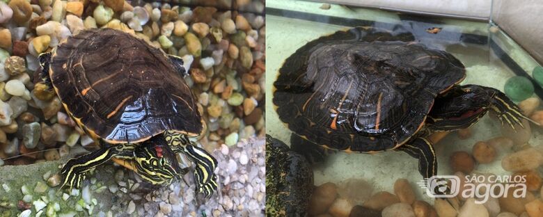 Tartaruga desaparece na região da Vila São José -
