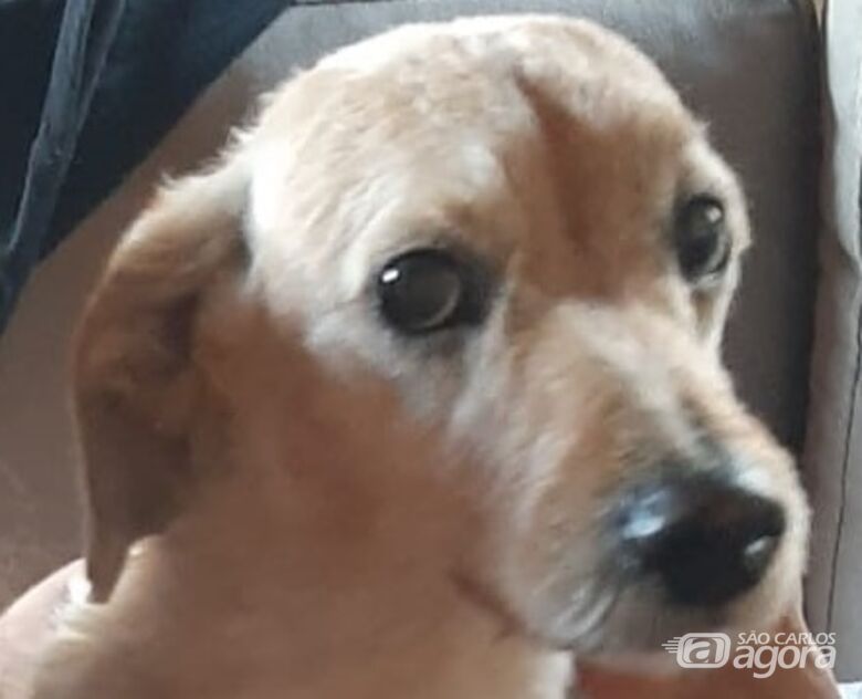 Cachorro Jota desaparece na região do Jardim Paulista -